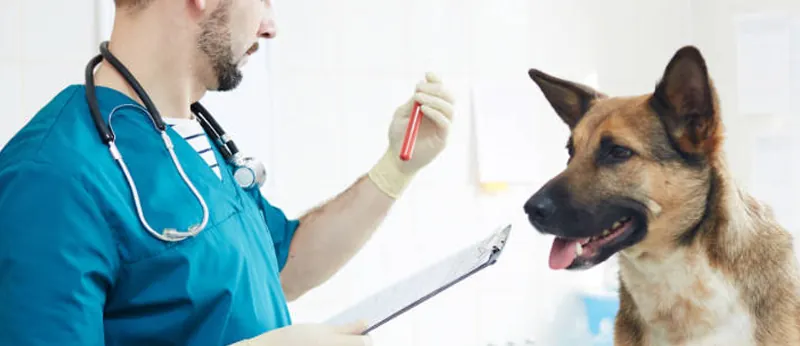 Arte do curso Auxiliar de Veterinário